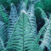 Sky Blue Fern Seeds - Flower Plant