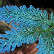 Sky Blue Fern Seeds - Flower Plant