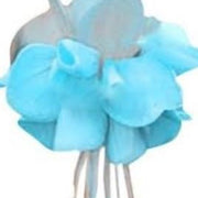 Sky Blue Fuchsia Seeds - Flower Plant
