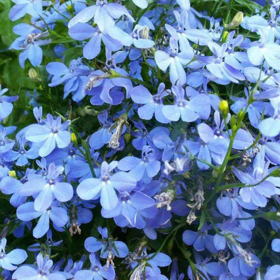 Sky Blue Lobelia Seeds