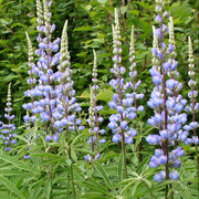 Sky Blue Lobelia Seeds