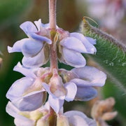 Sky Blue Lobelia Seeds