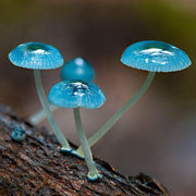 Sky Blue Mushroom Seeds