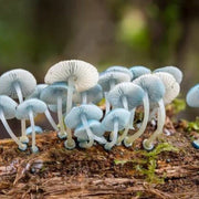 Sky Blue Mushroom Spawn Seeds