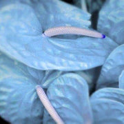 Sky Blue Pink anthurium Seeds