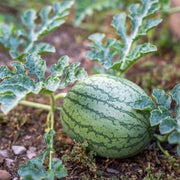 Sky Blue Watermelon Seeds - Fruit Plant For Home Gardens