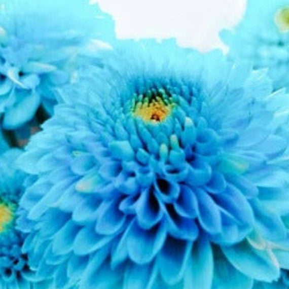Sky Blue White Seeds, Wildflower Chrysanthemum
