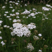 Sky Blue Yarrow Seeds