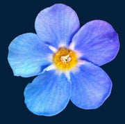 Sky Blue Yellow Daffodil Seeds - Flower Plant