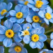 Sky Blue Yellow Daffodil Seeds - Flower Plant