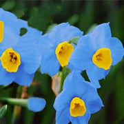 Sky Blue Yellow Daffodil Seeds - Flower Plant