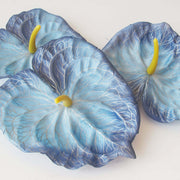 Sky Blue Yellow anthurium Seeds