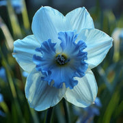Skyblue Daffodil Seeds - Flower Plant