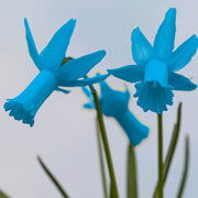 Skyblue Daffodil Seeds - Flower Plant