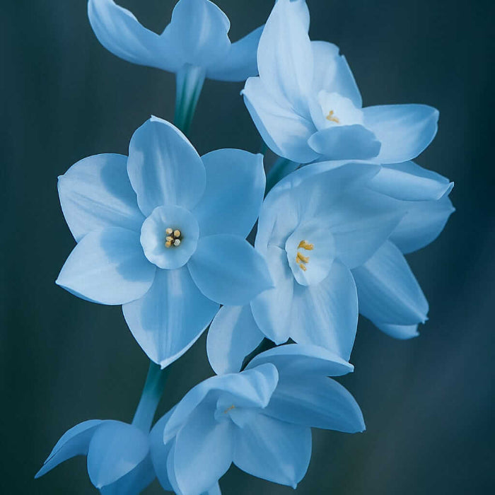 Skyblue Daffodil Seeds - Flower Plant