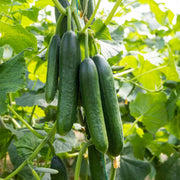 Slicing Cucumber Seeds