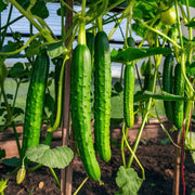 Slicing Cucumber Seeds