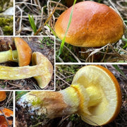 Slippery Jack Mushroom Spawn Seeds