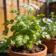Coriander Seeds – Coriandrum sativum
