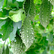 Wild Seeds, Momordica charantia