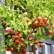 Small Round Tomato Seeds