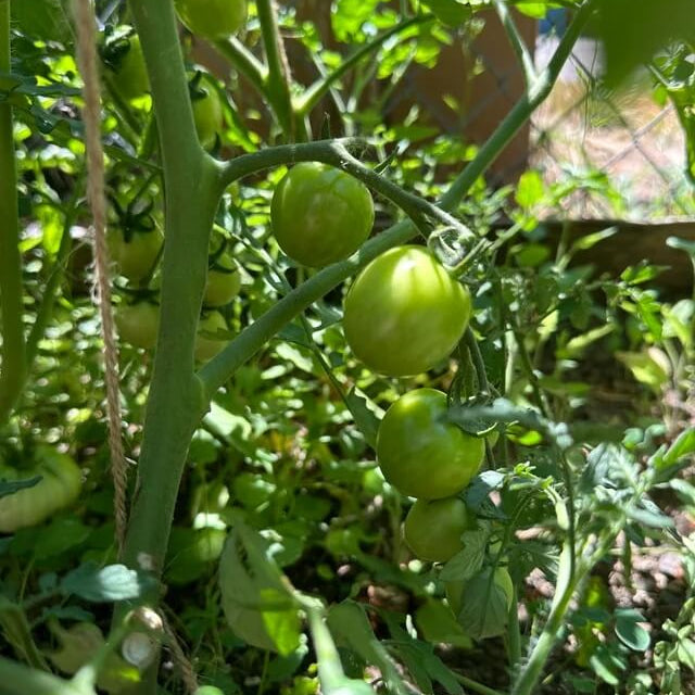 Small Round Tomato Seeds