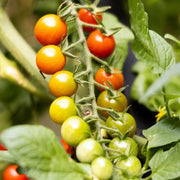 Snack Size Tomato Seeds, Snack Size Tomato Plants