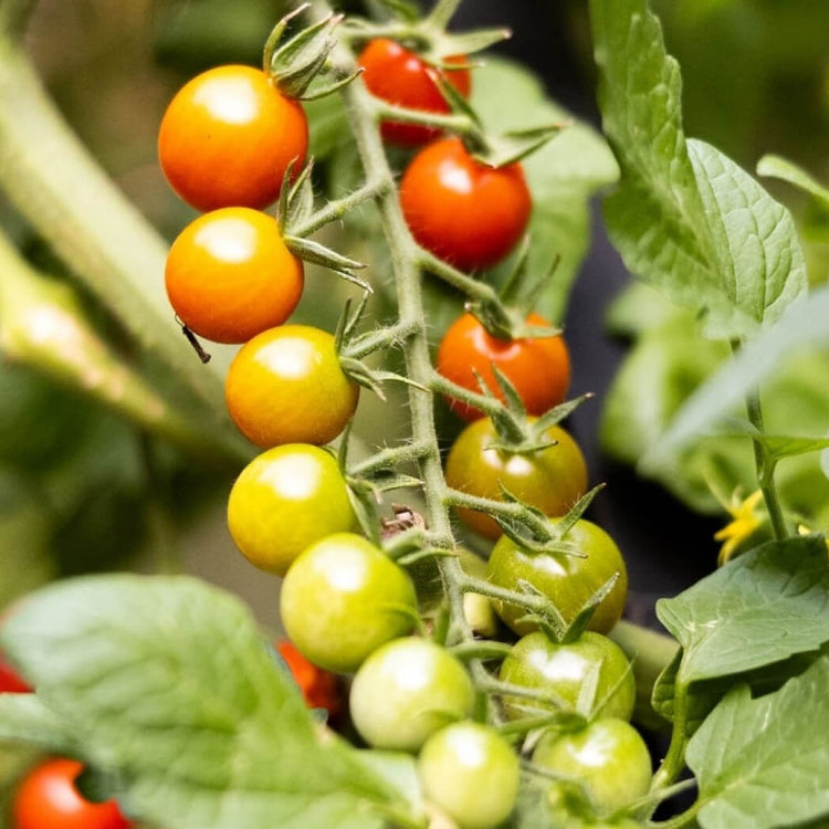 Snack Size Tomato Seeds, Snack Size Tomato Plants