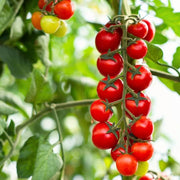 Snack Size Tomato Seeds, Snack Size Tomato Plants
