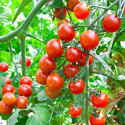 Snack Size Tomato Seeds, Snack Size Tomato Plants