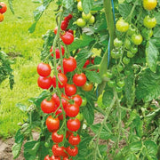 Snack Size Tomato Seeds, Snack Size Tomato Plants