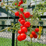 Snack Size Tomato Seeds, Snack Size Tomato Plants