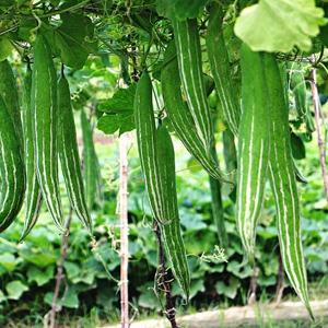Long Green Snake Gourd Seeds
