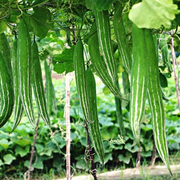 Long Green Snake Gourd Seeds