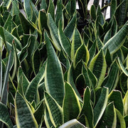 Snake Seeds, Dracaena trifasciata