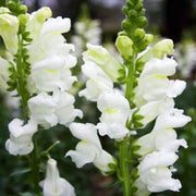 Lemon Sherbet Snapdragon Seeds