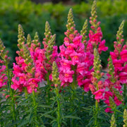 Snapdragon Seeds, Antirrhinum majus Flower Seeds