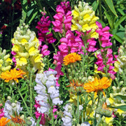 Snapdragon Seeds, Antirrhinum majus Flower Seeds
