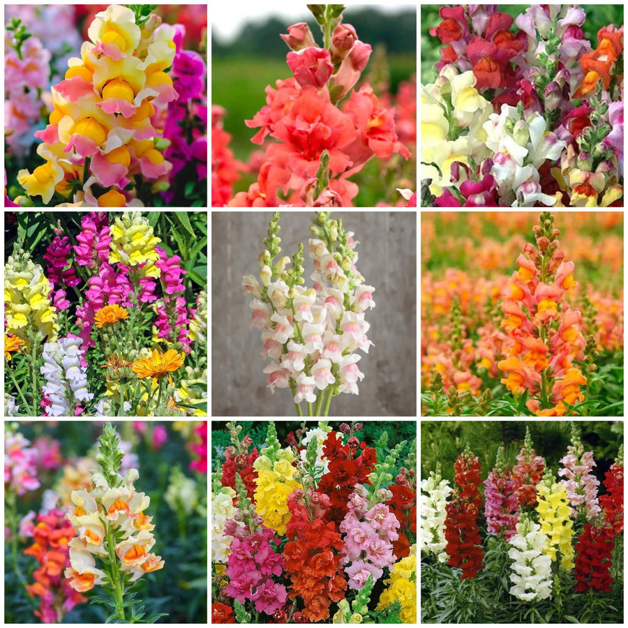 Snapdragon Seeds, Antirrhinum majus Flower Seeds