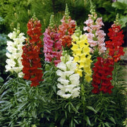 Snapdragon Seeds, Antirrhinum majus Flower Seeds