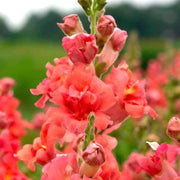 Snapdragon Seeds, Antirrhinum majus Flower Seeds