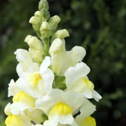 Lemon Sherbet Snapdragon Seeds