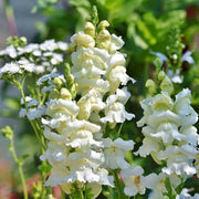 Lemon Sherbet Snapdragon Seeds