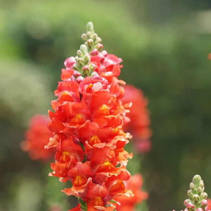 Orange Snapdragon Seeds