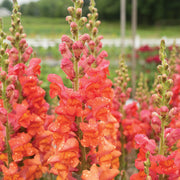 Orange Snapdragon Seeds