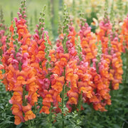 Orange Snapdragon Seeds