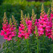 Snapdragon Seeds – Antirrhinum majus