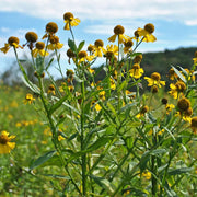Sneezeweed Seeds - For Home Gardens Seeds