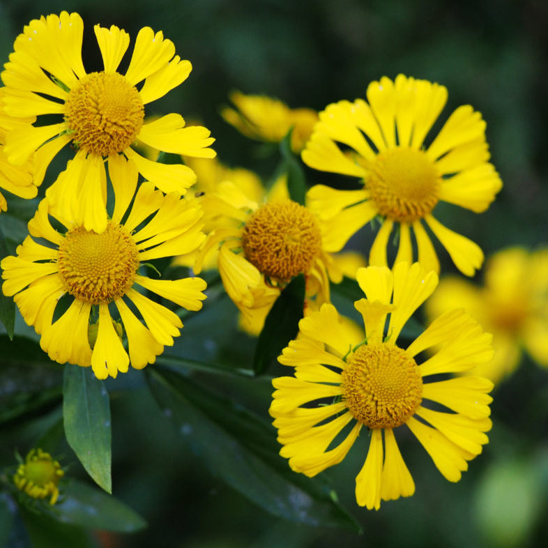 Sneezeweed Seeds - For Home Gardens Seeds