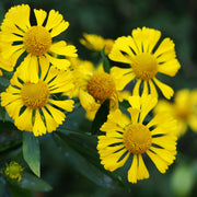Sneezeweed Seeds - For Home Gardens Seeds